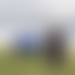 Exciting New Dog Training Services with Amy