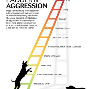 Can you spot the signs of aggression in your dog