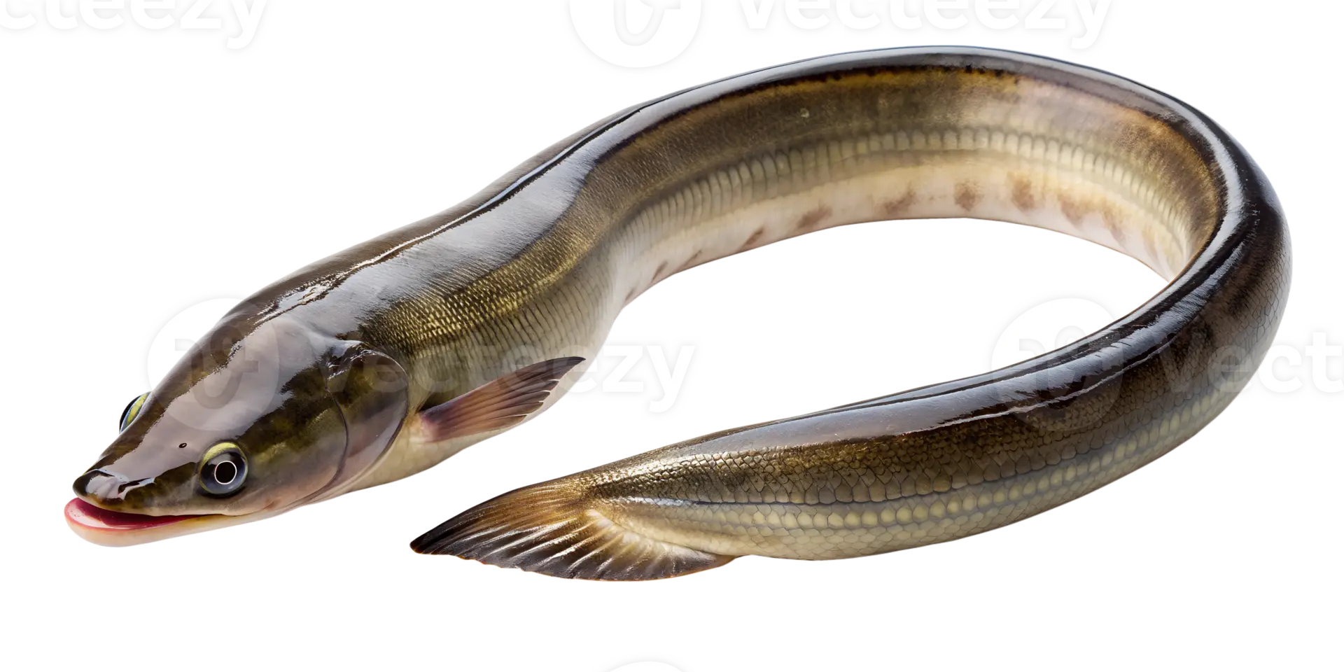 EEL Fish (Frozen)-1lb