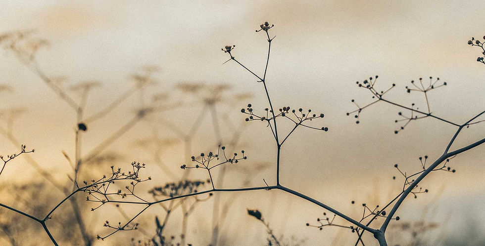 branches couché de soleil