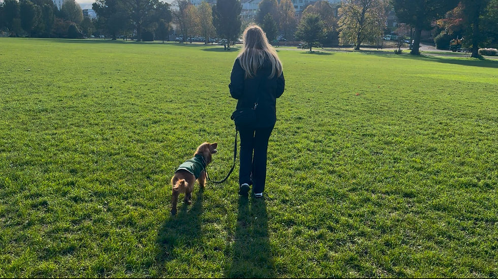 Woman walking a dog on a leash across a sunny park. The dog wears a coat. Trees and buildings are visible in the background.