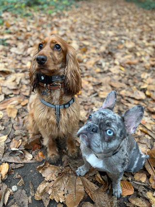 photo of 2 dogs a golden spaniel and a grey French bulldog sitting facing the same way