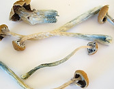 dried mushrooms image.jpeg