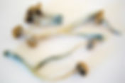 Common Psychedelic mushroom questions. Answered by a neuroscientist.        