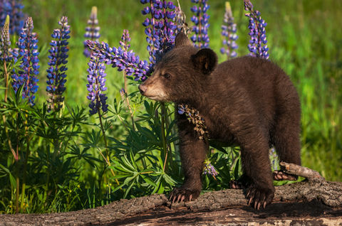 bear cub