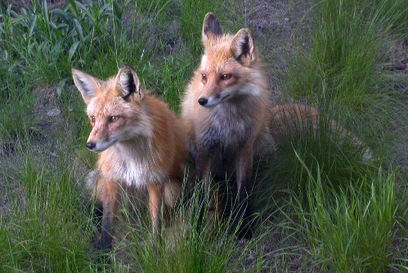 2 foxes