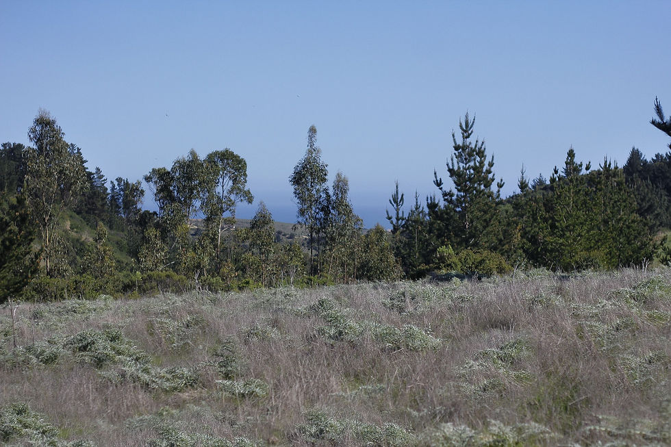 Miniatura: La Campana