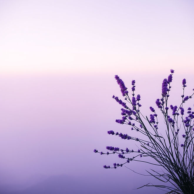 purple calm.jpg