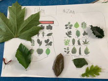 Year 1 Science