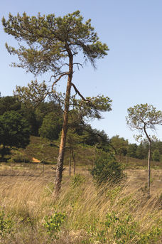 Two trees side by side, one short and one tall with blue sky.