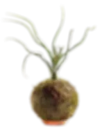 קוקודמה