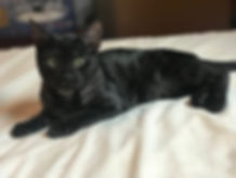 IMG_3221.jpeg
