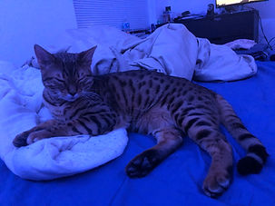 IMG_6242.jpeg