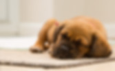 Cute Dog Photo