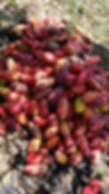 IMG-20191127-WA0006 copy.jpg