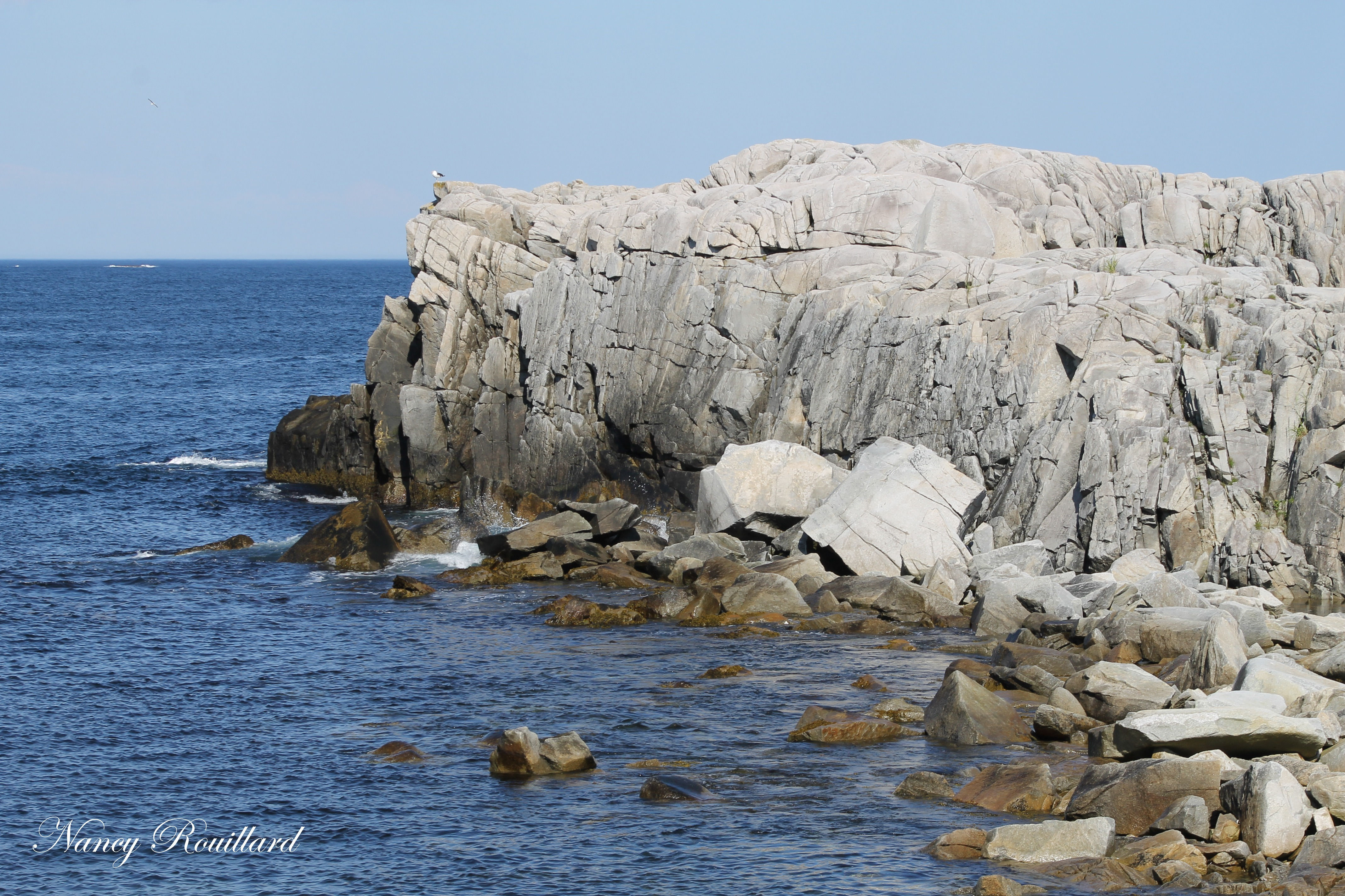 Rose blanche Vue du goéland