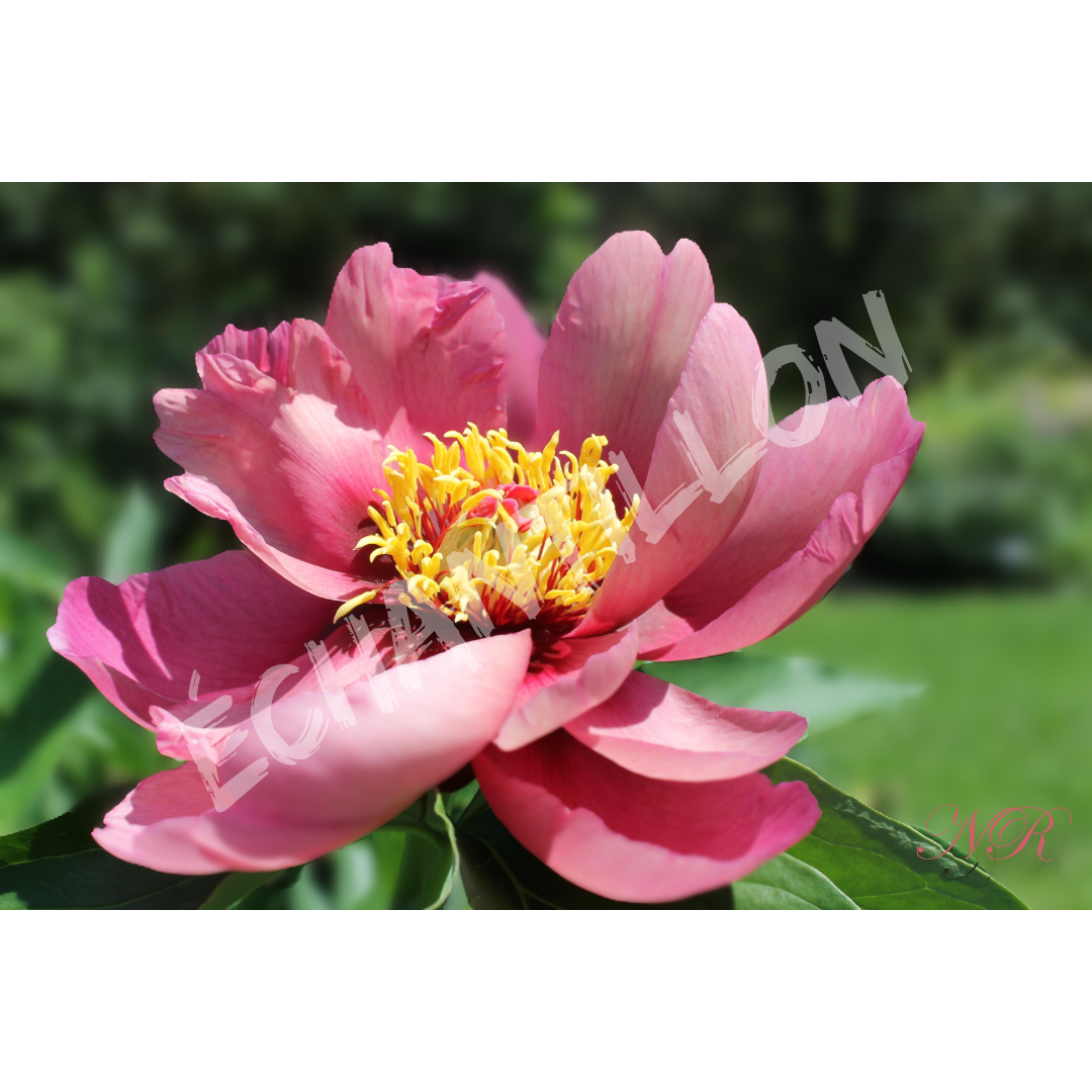 Photographie pivoine Itho
