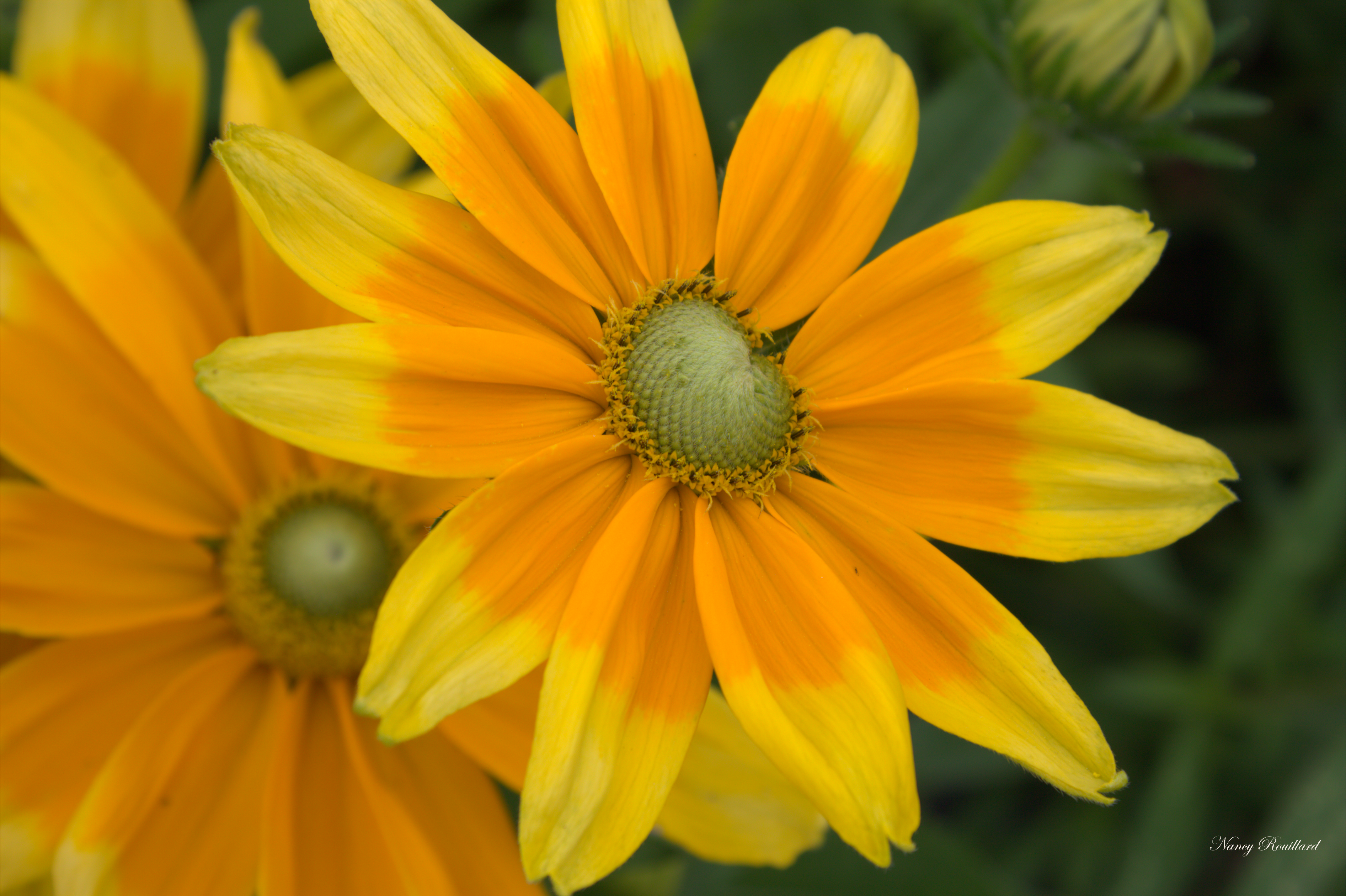 Photographie Rudbeckia hirta Prairie Sun
