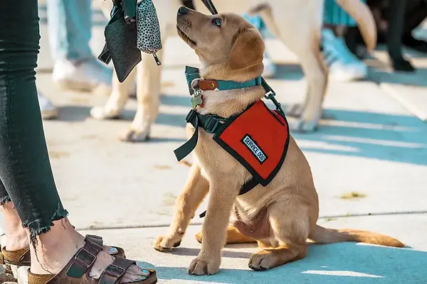 service-dog-puppy-1296-728-header.webp
