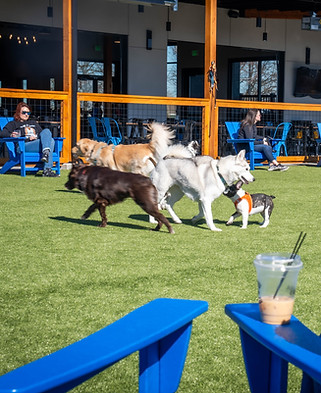 dogs playing at ipas.jpg