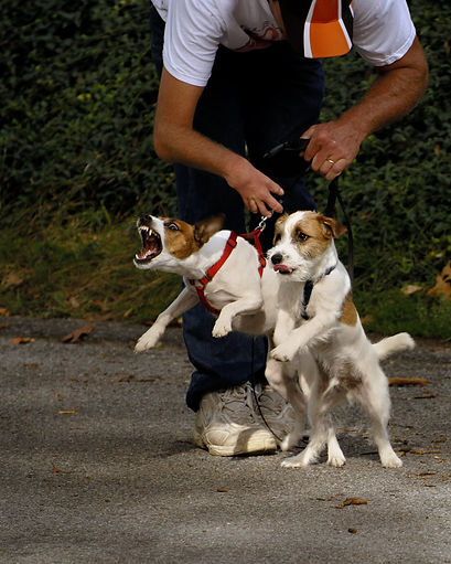 reactive+dogs.jpg