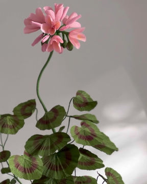 Thumbnail: Standard Pink Paper Geranium Plant