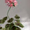 Thumbnail: Standard Pink Paper Geranium Plant