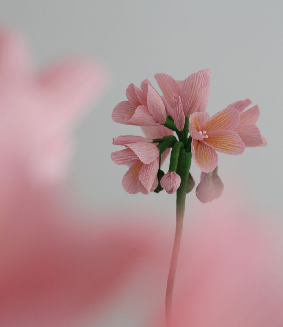 Thumbnail: Standard Pink Paper Geranium Plant