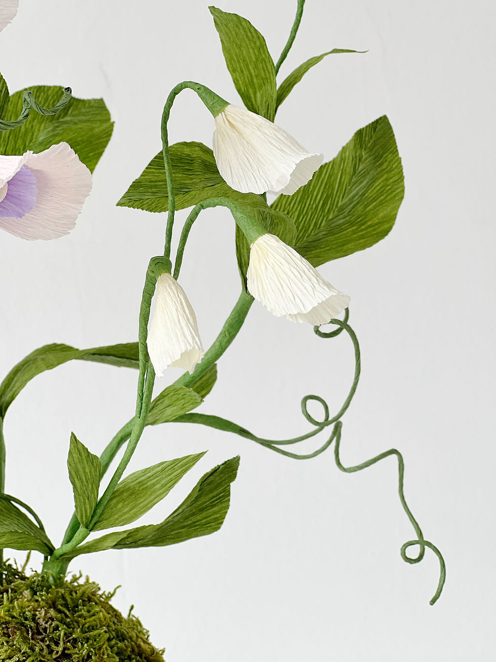 Thumbnail: Sweet Pea Paper Plant