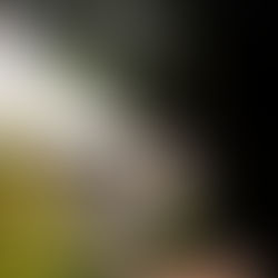 An Enchanted Afternoon in the Cotswolds