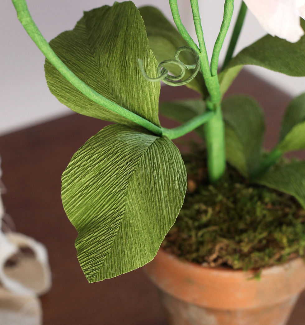 Thumbnail: Sweet Pea Paper Plant