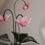 Thumbnail: Cyclamen Paper Sculpture