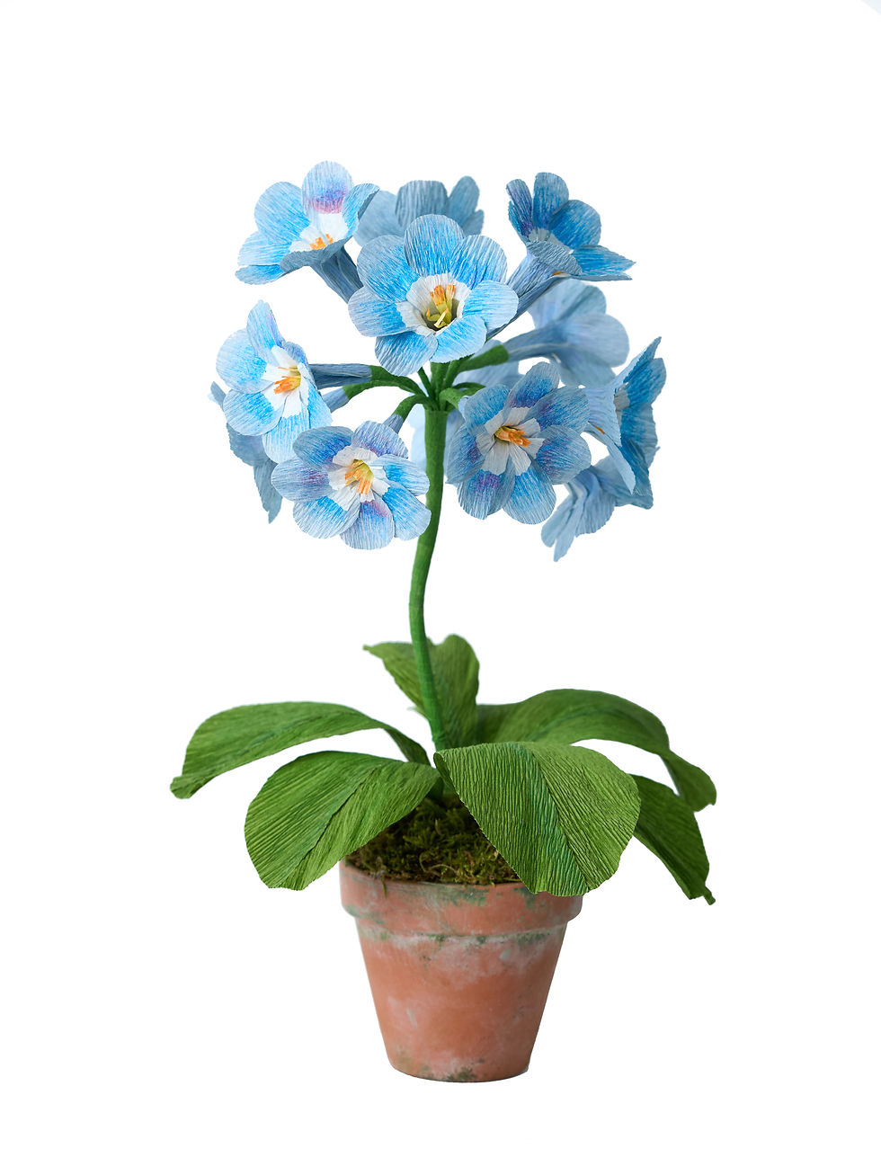 Thumbnail: Paper Primula Auricula