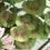 Thumbnail: Handcrafted Leaves of a Geranium Plant