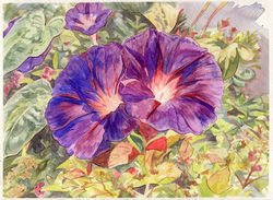 Glories in the Morning