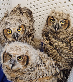 great horned owls.jpg
