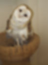 owl head tilt.JPG