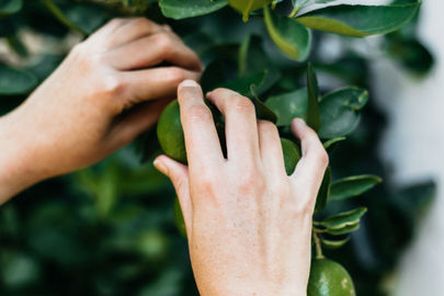 Nutrition Focus: Vitamin D, Vitamin C, & Zinc