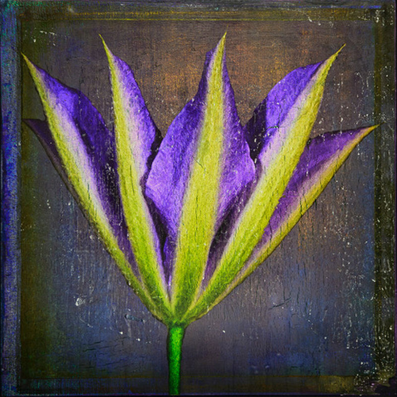 Clematis 1-1