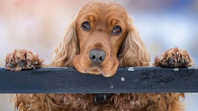 De Wolf Dog Training