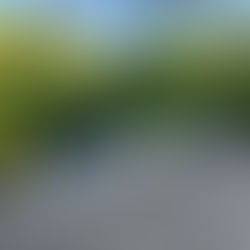 Svanene i Hoffsveien forteller sin historie