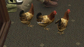 The Grapeseed Pisser VS Cow and Chicken