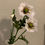 Miniaturbild: Klatschmohn in weiß
