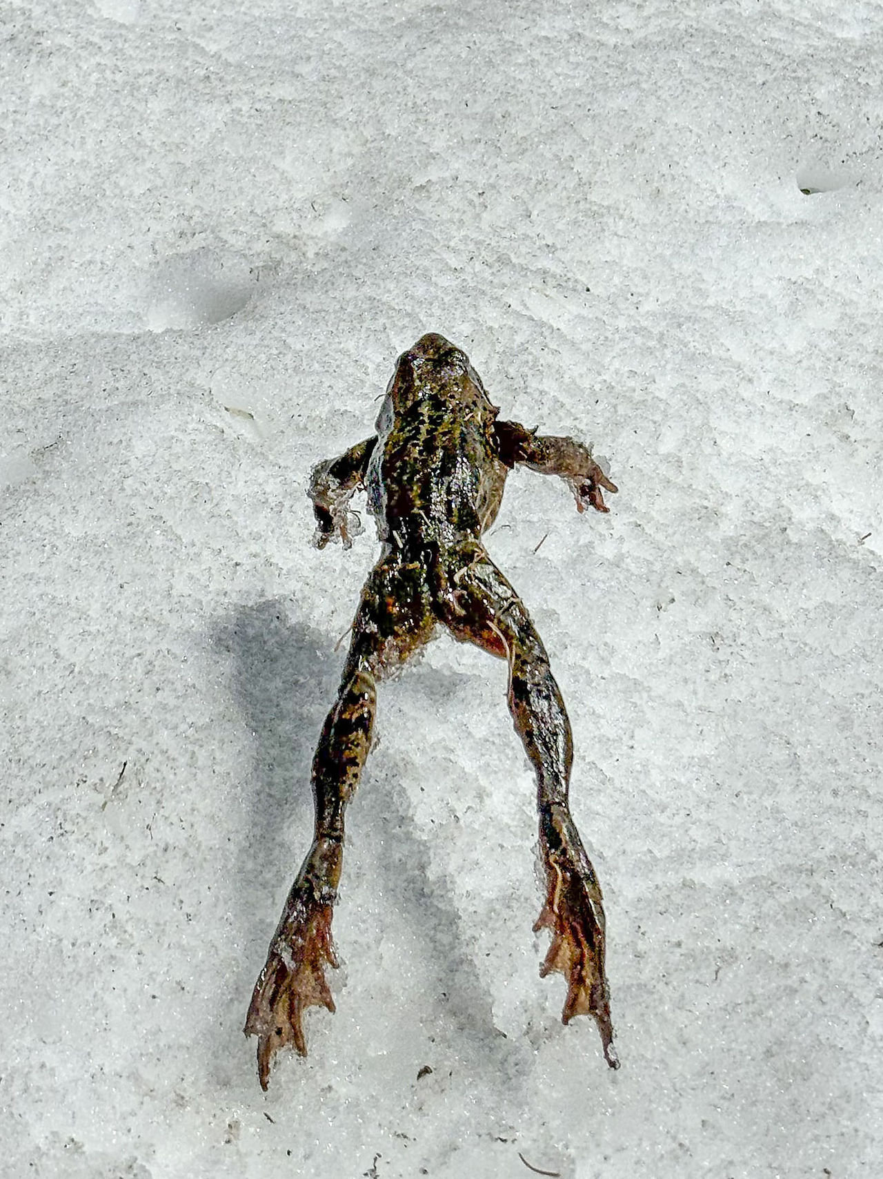 Ein Frosch im Schnee – die Anpassungsfähigkeit der Natur.