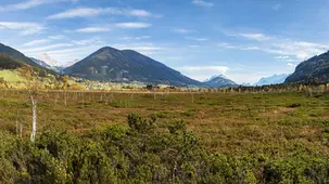 Panorama des Pürgschachen-Moors mit herbstlichen Birken und Bergen im Hintergrund.