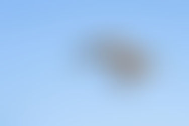 Falke bei der Jagd vor klarem, himmelblauem Hintergrund