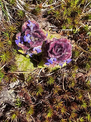 Eine Gruppe von lila Alpenblumen, die auf einem grünen Moosbett wachsen, umgeben von trockenem Gras und Erde.