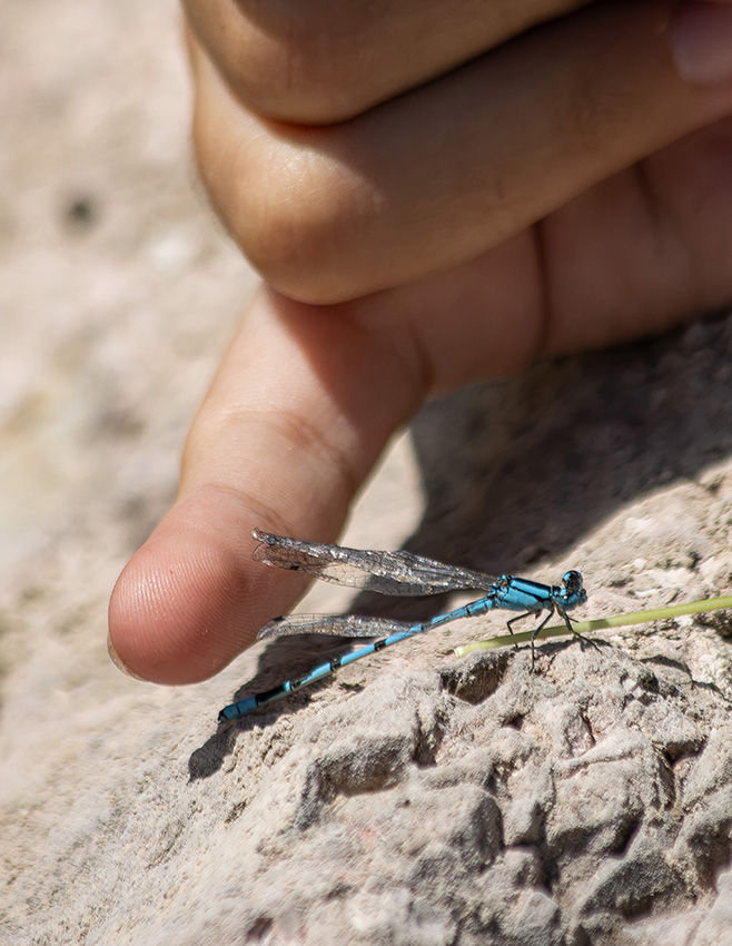 Eine filigrane blaue Libelle sitzt vertrauensvoll auf der ausgestreckten Fingerspitze eines Kindes auf einem Felsuntergrund.