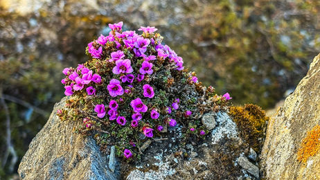 Gegenblättriger Steinbrech mit leuchtend pinken Blüten, die auf rauen grauen Steinen wachsen, umgeben von sanften, unscharfen Hintergründen der Natur.