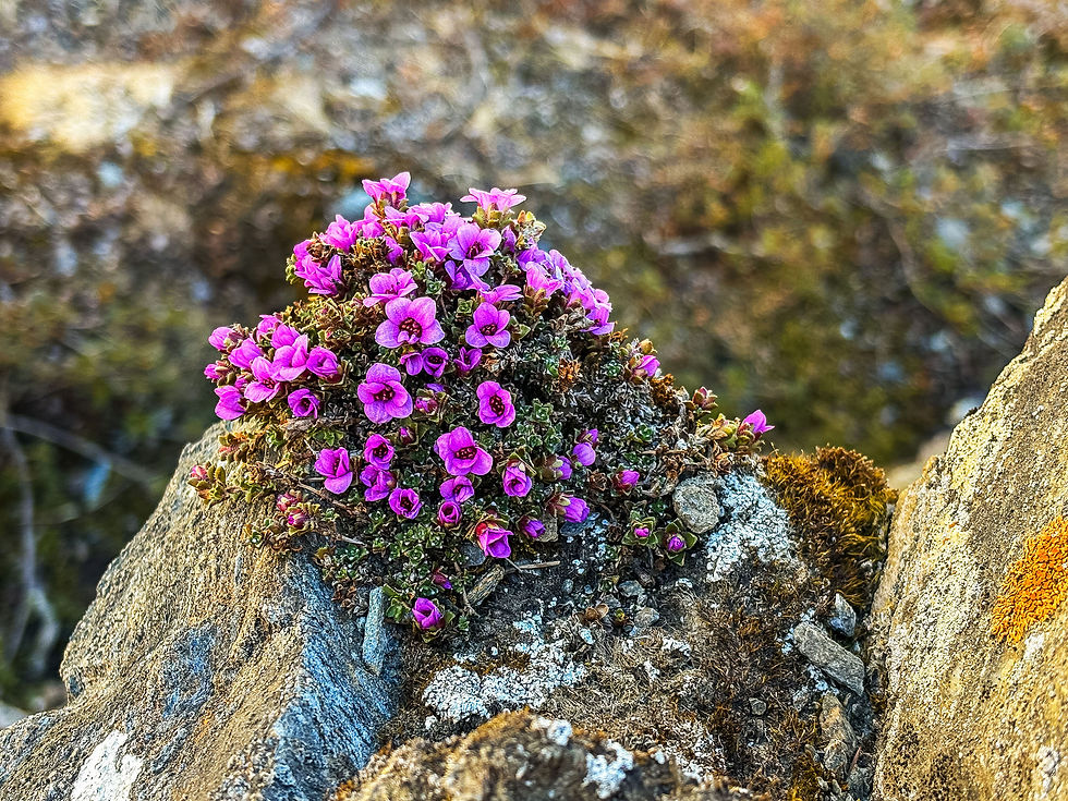 Gegenblättriger Steinbrech mit leuchtend pinken Blüten, die auf rauen grauen Steinen wachsen, umgeben von sanften, unscharfen Hintergründen der Natur.